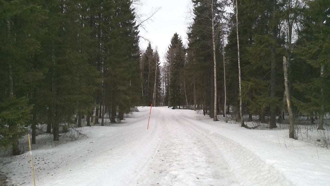 Bild på skogsområde innan åtgärder där granar tagit över till stor del