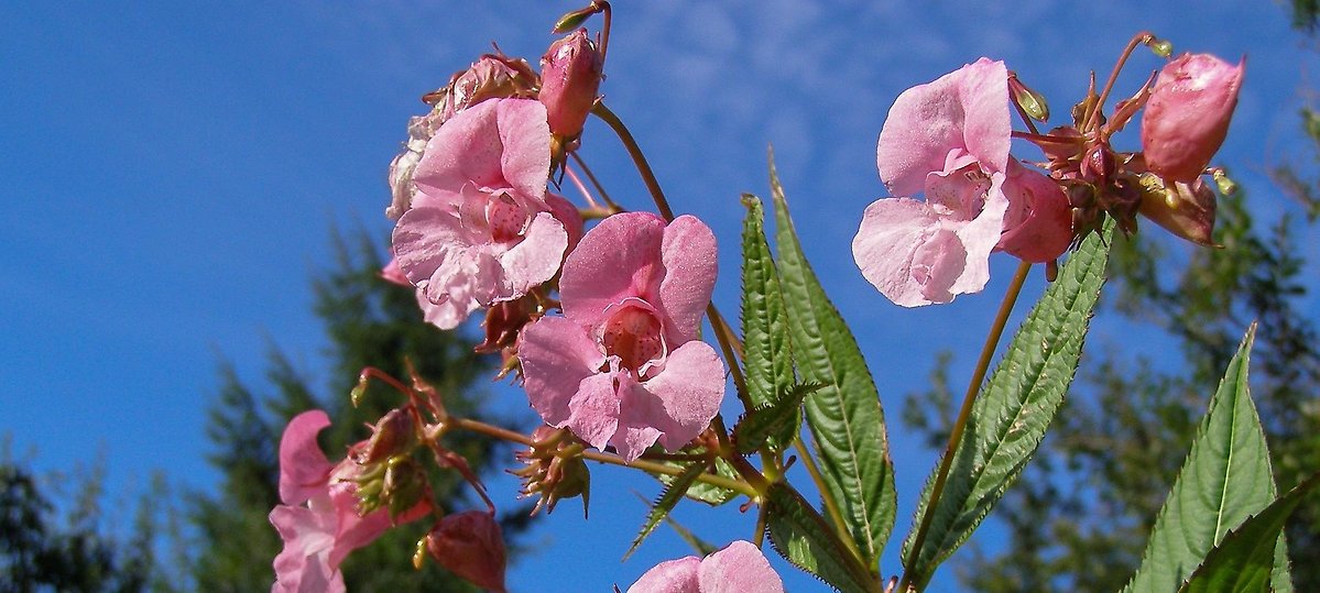 Jättebalsaminens blommor